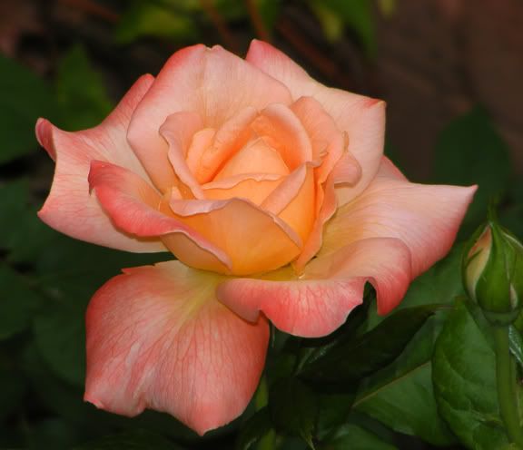 English Sonnet opening 2